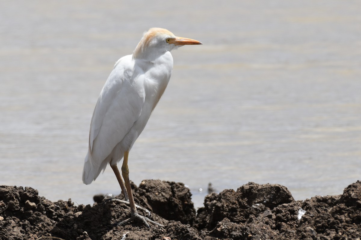 Western Cattle-Egret - ML646595208