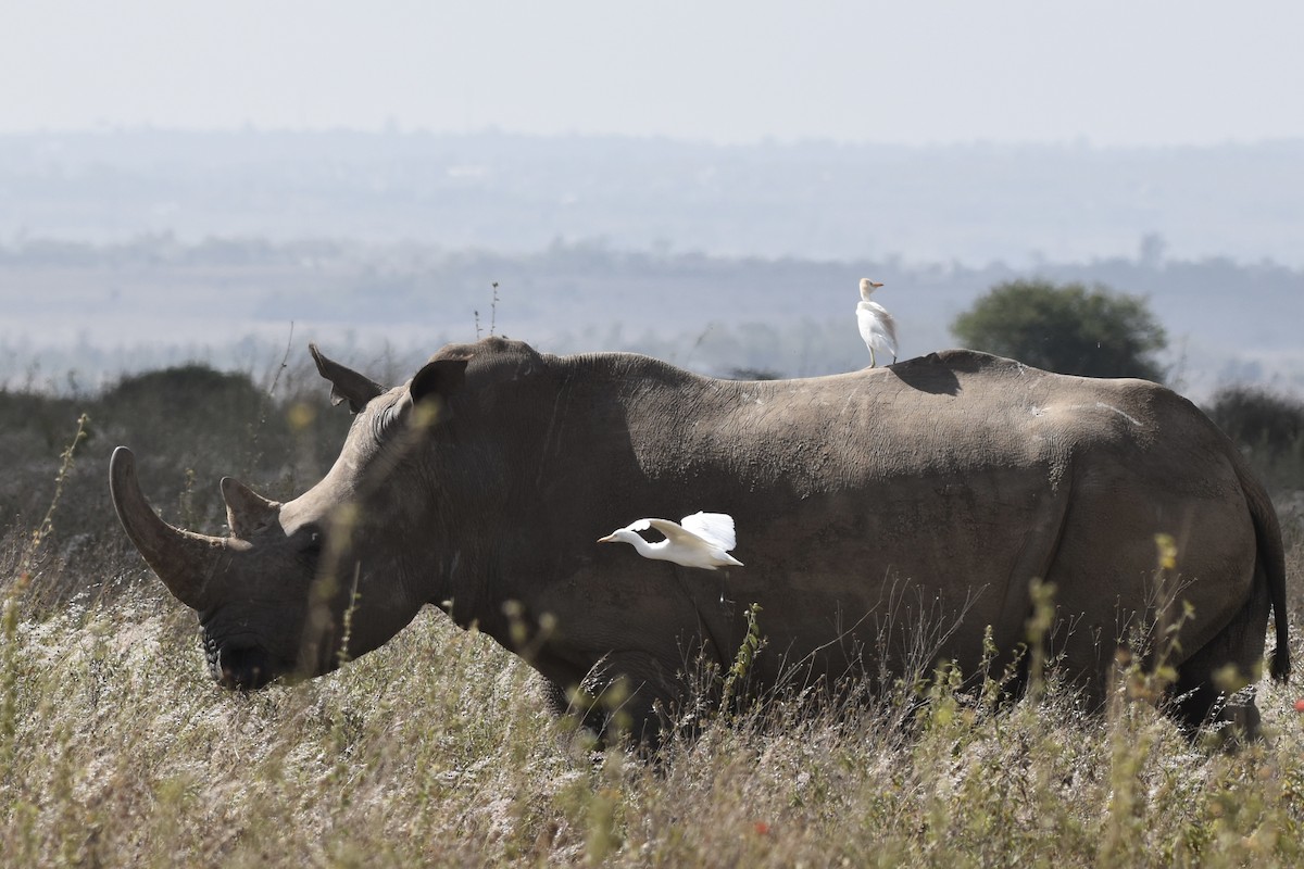 Western Cattle-Egret - ML646595209