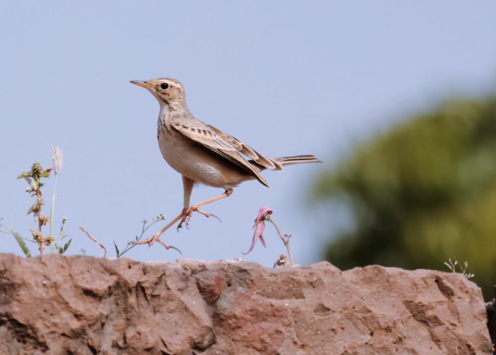 Paddyfield Pipit - ML646595212