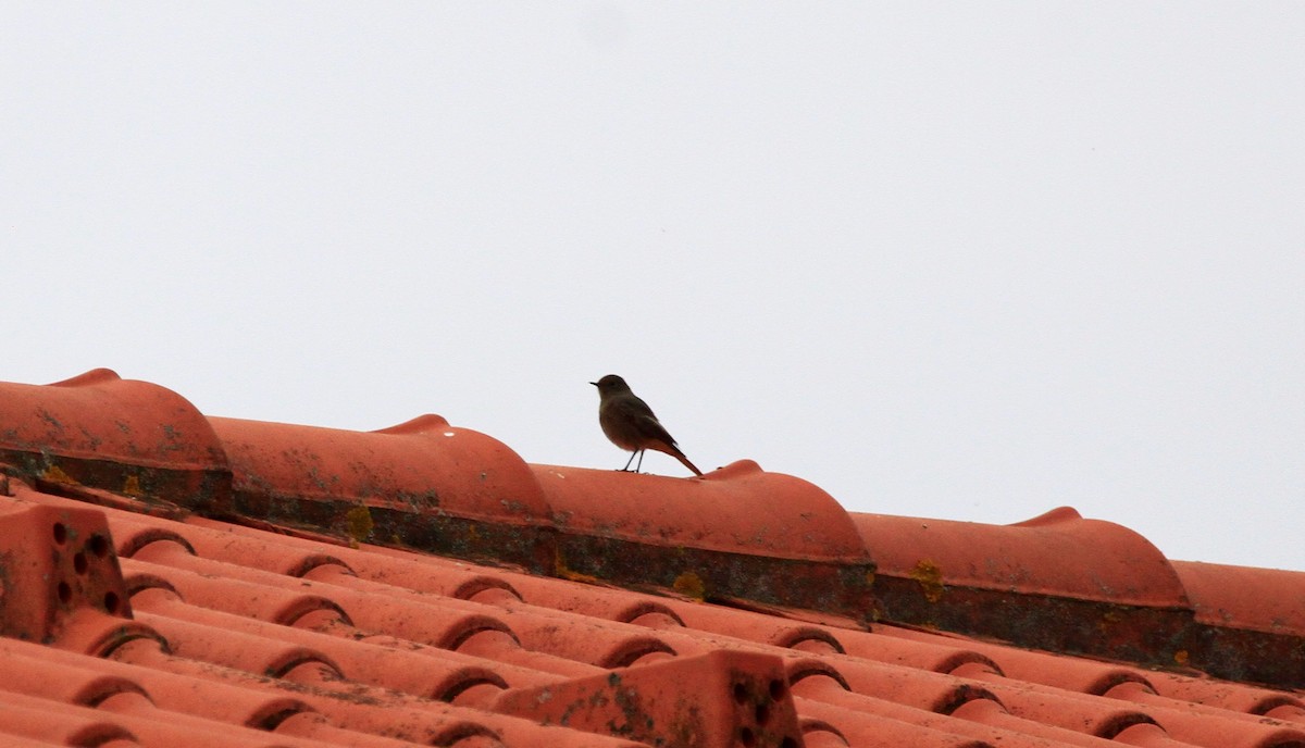 クロジョウビタキ - ML646595214