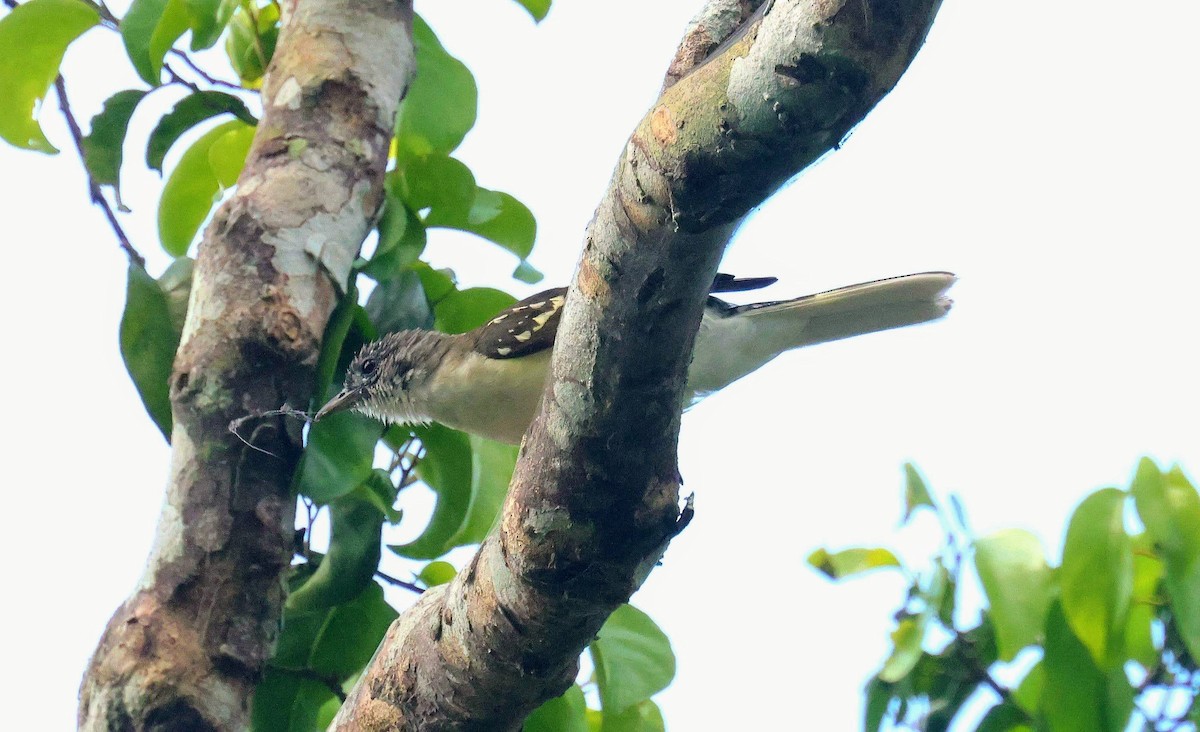 Spotted Greenbul - ML646595215