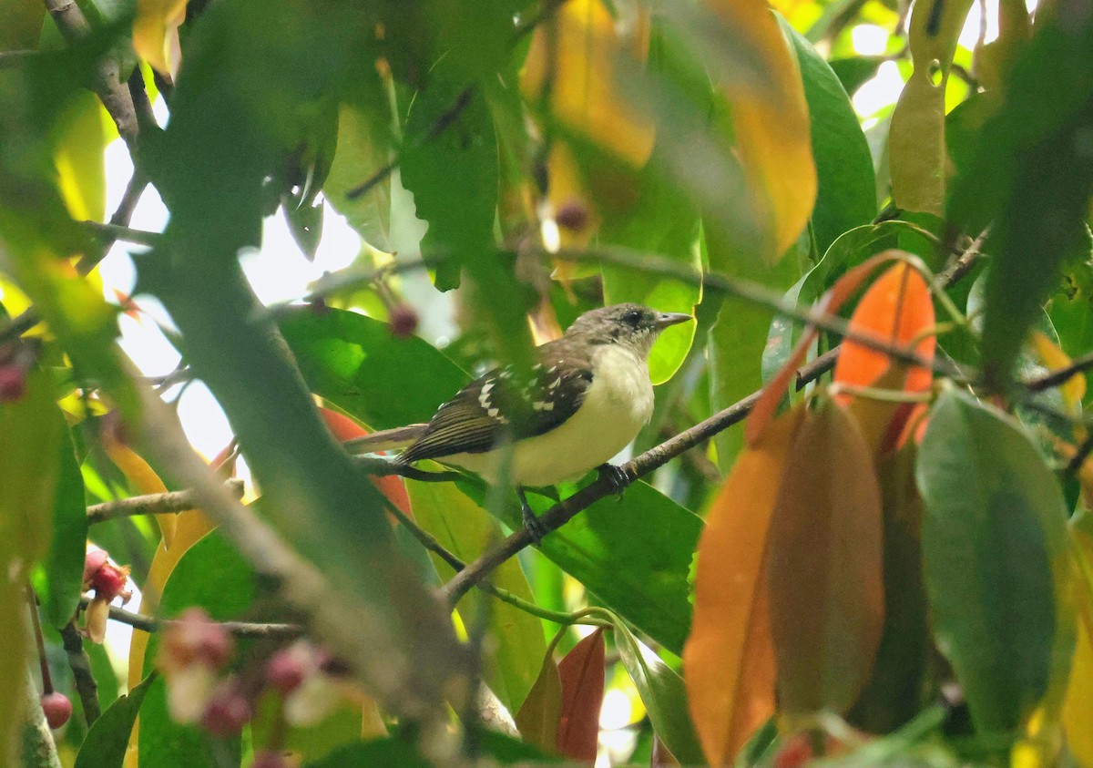 Spotted Greenbul - ML646595216