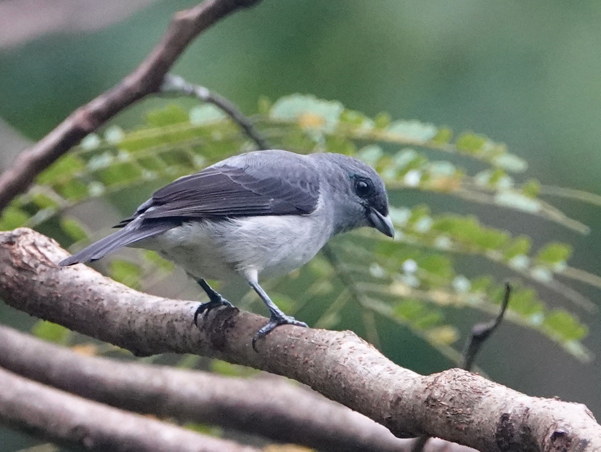 Plain-colored Tanager - ML646595217