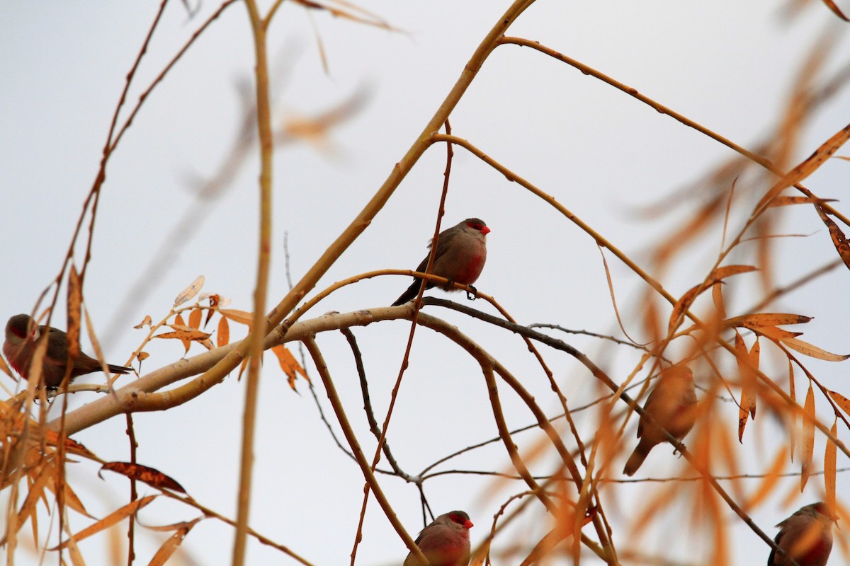 astrild vlnkovaný - ML646595219