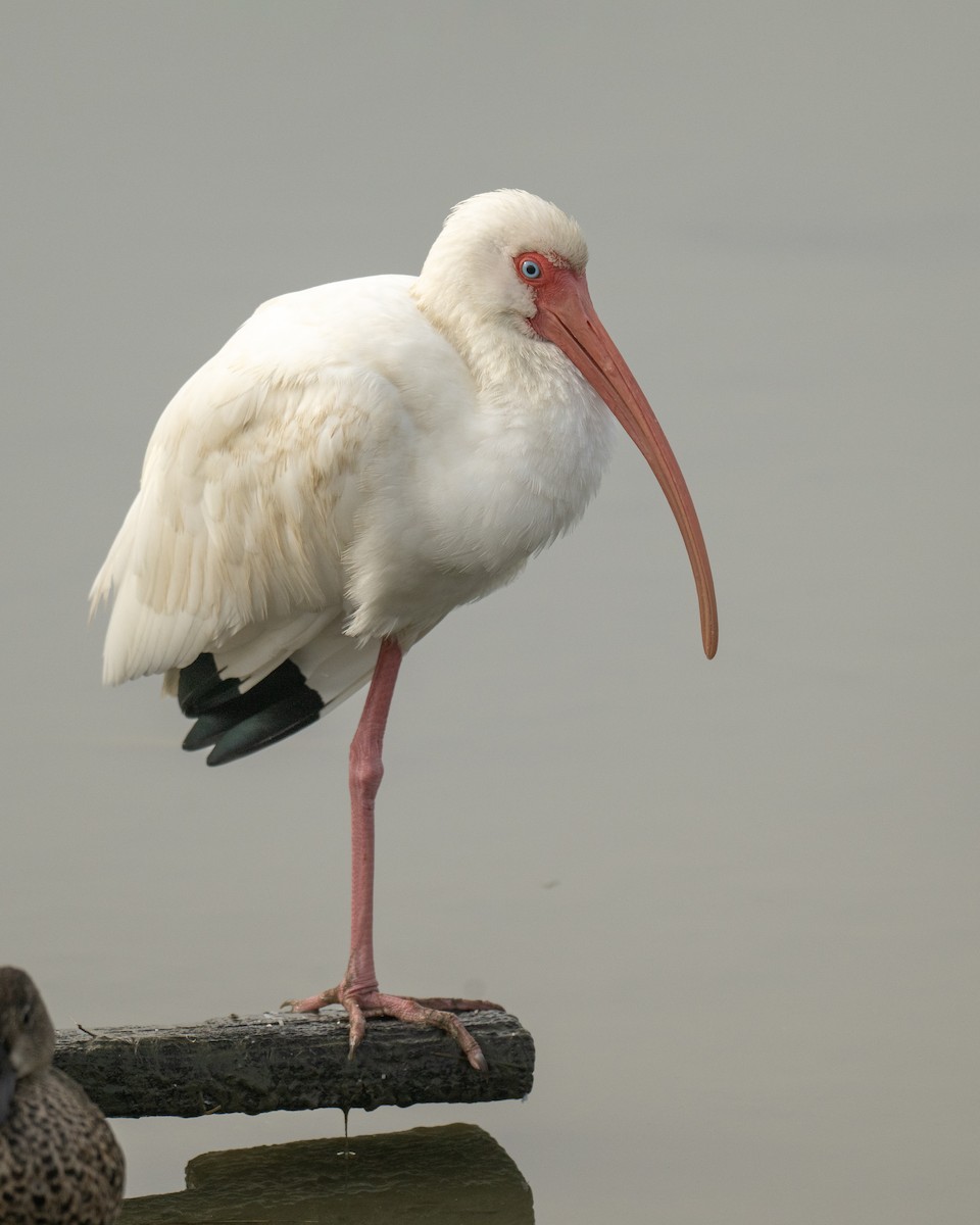 White Ibis - ML646595226