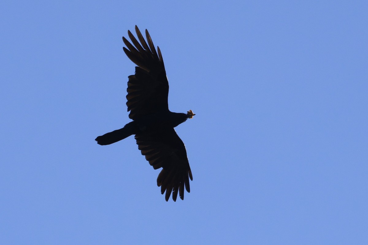 ミナミコワタリガラス - ML646595227