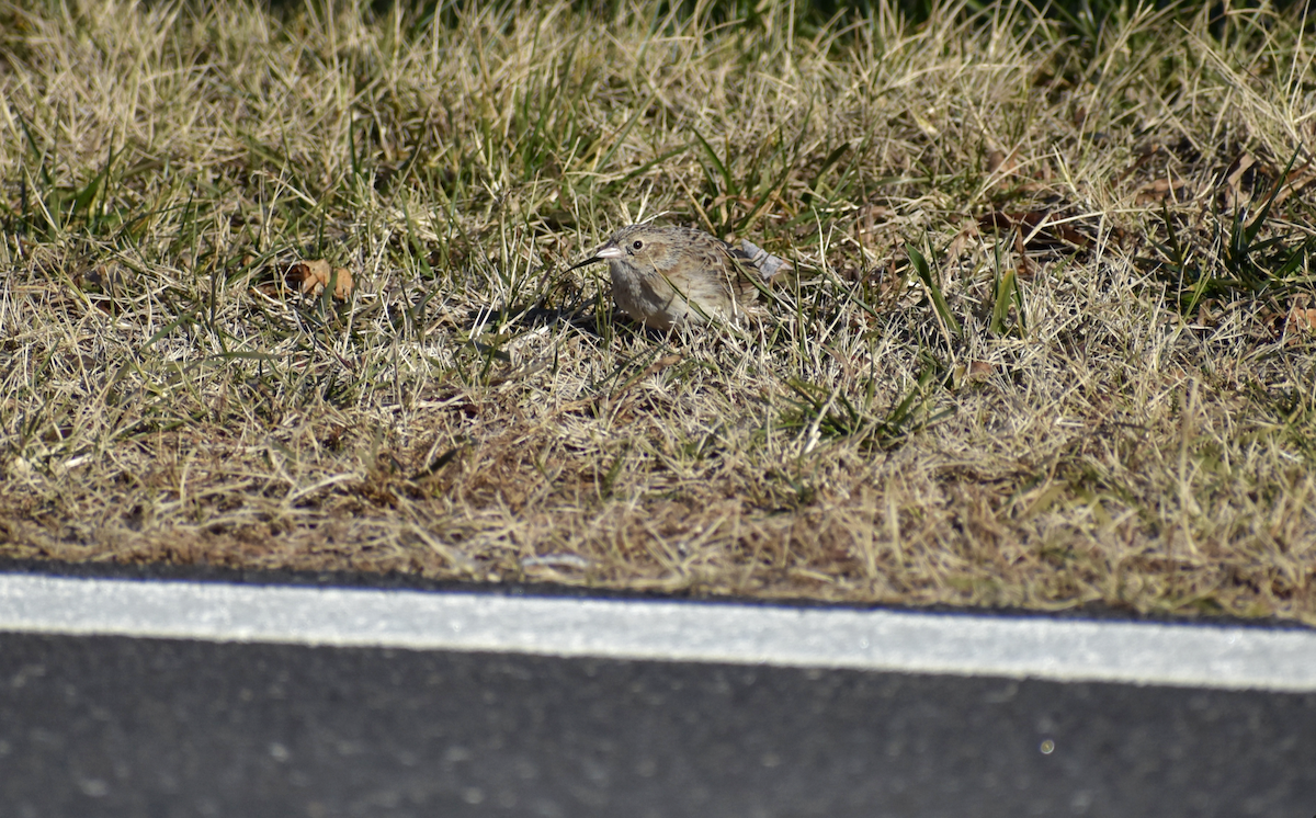 Cassin's Sparrow - ML646595230