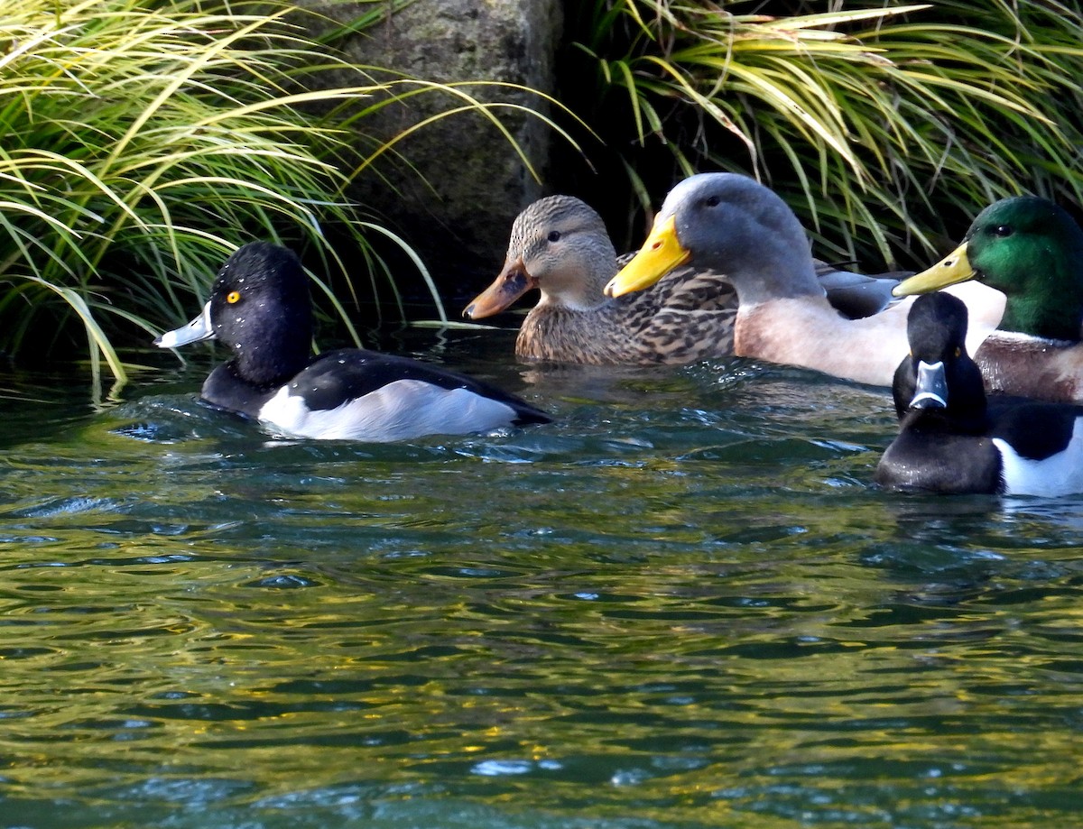Ring-necked Duck - ML646595235