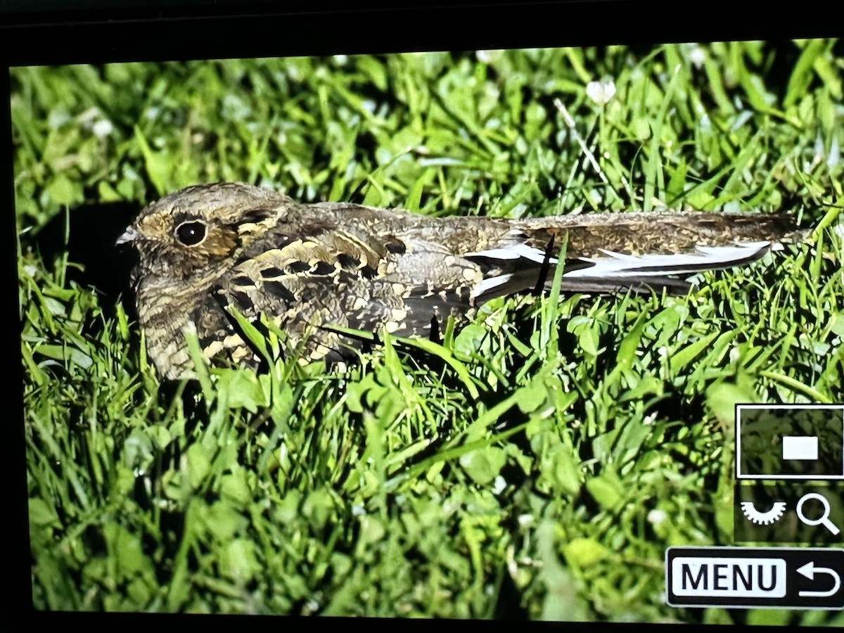 pauraquenattravn - ML646595242