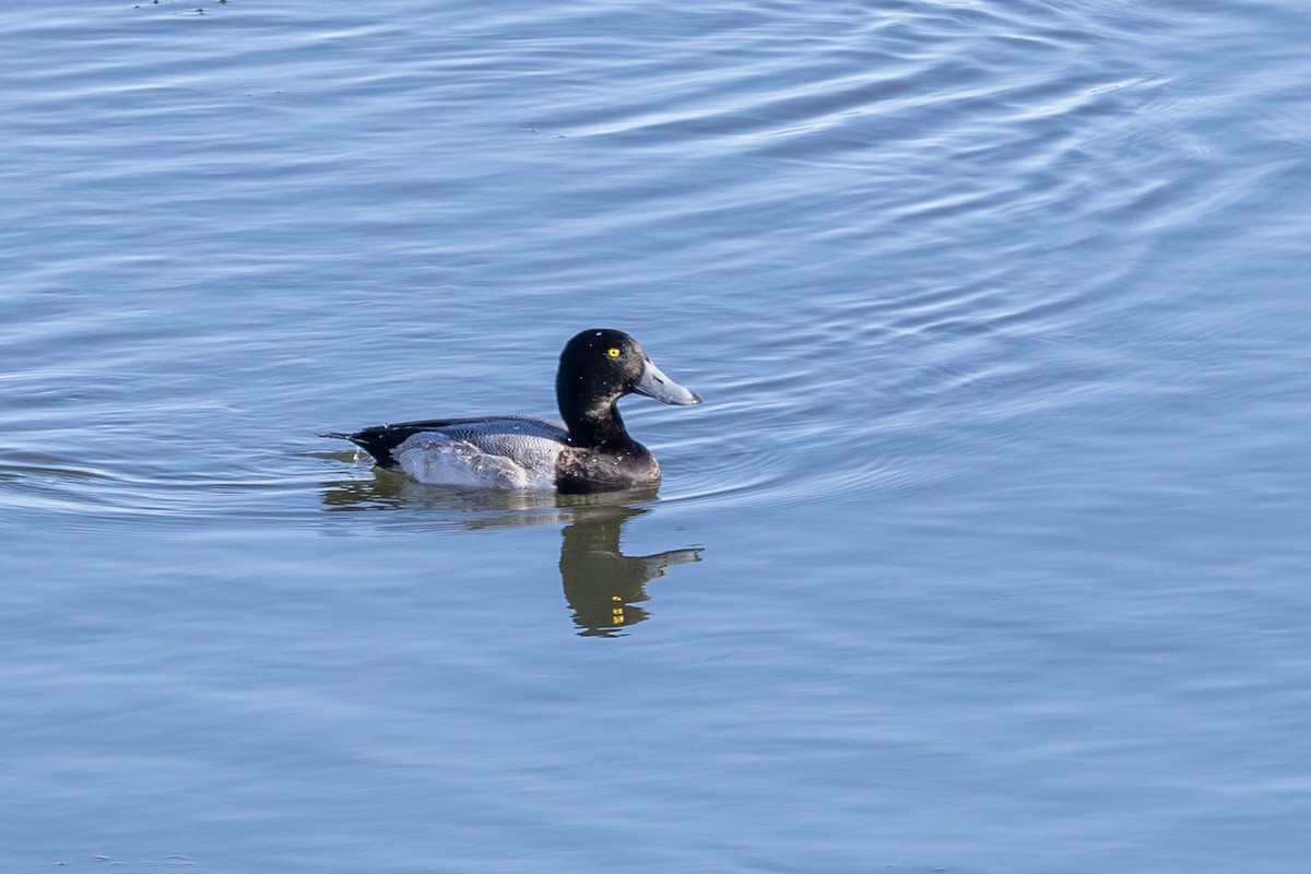Морская чернеть - ML646595248