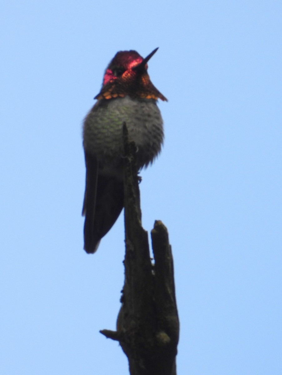 Anna's Hummingbird - ML646595249