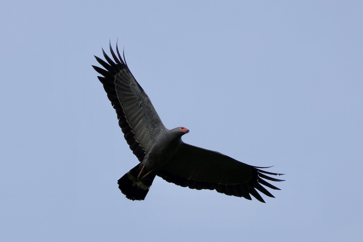 African Harrier-Hawk - ML646595250