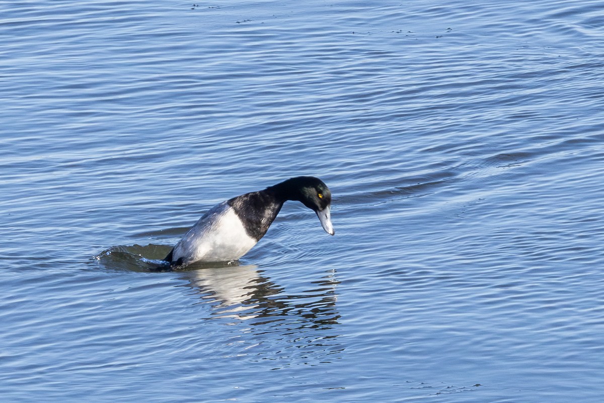 Морская чернеть - ML646595257