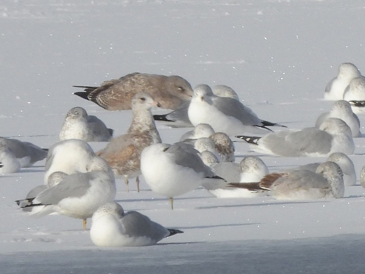 American Herring Gull - ML646595258