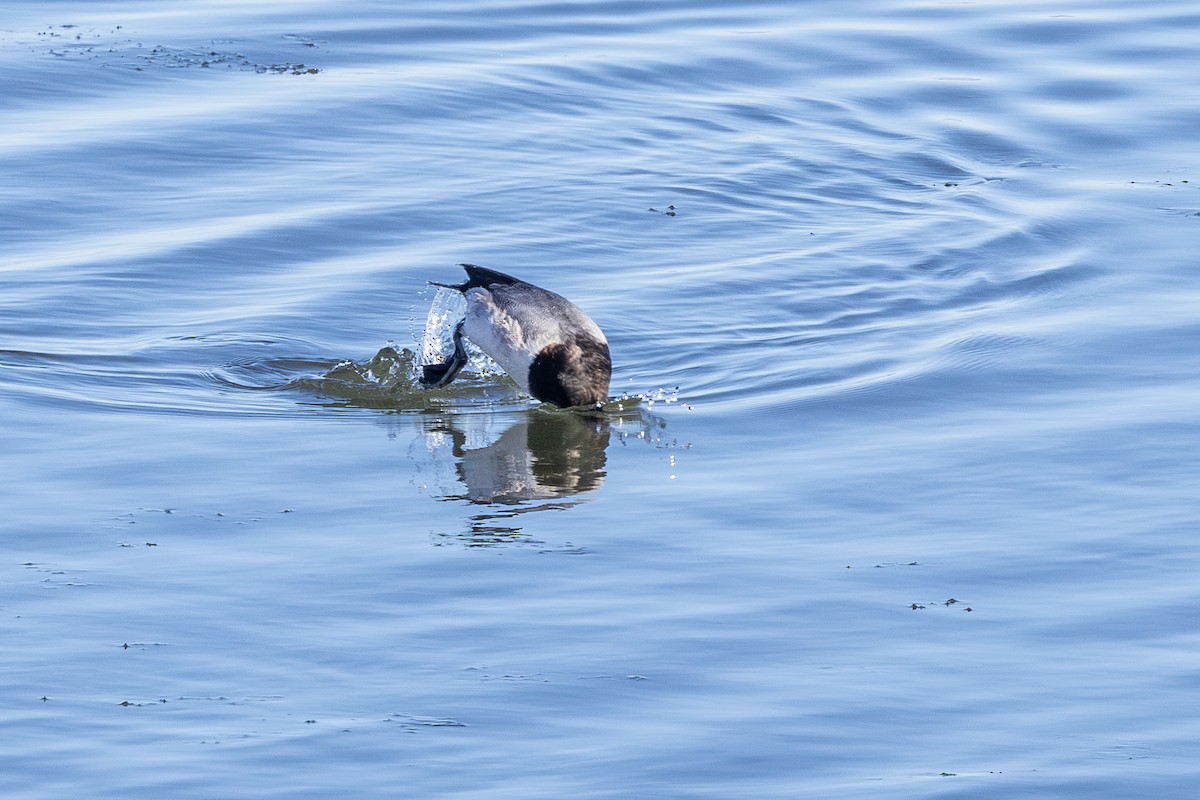 Морская чернеть - ML646595259