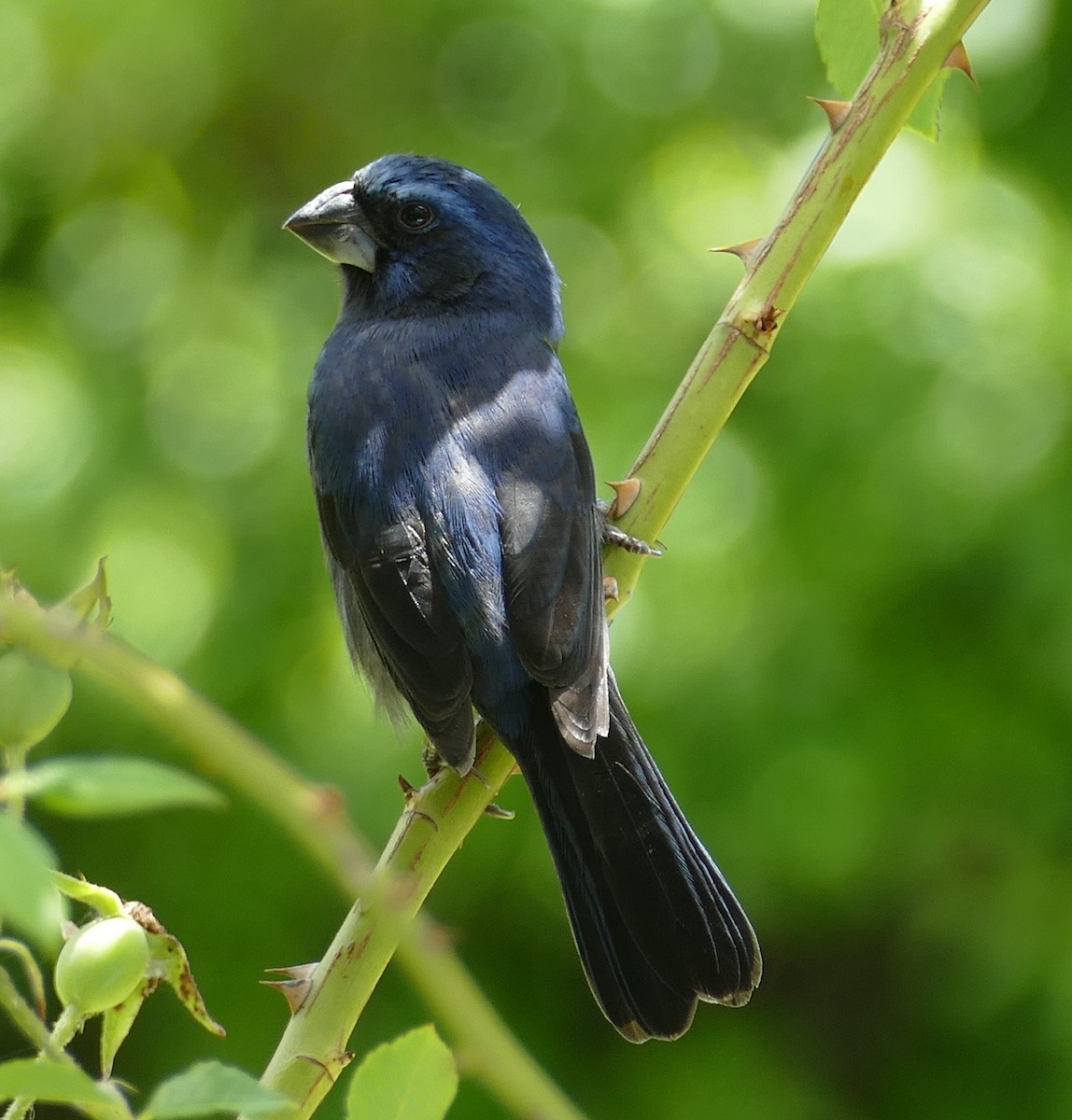 Ultramarine Grosbeak - ML646595260