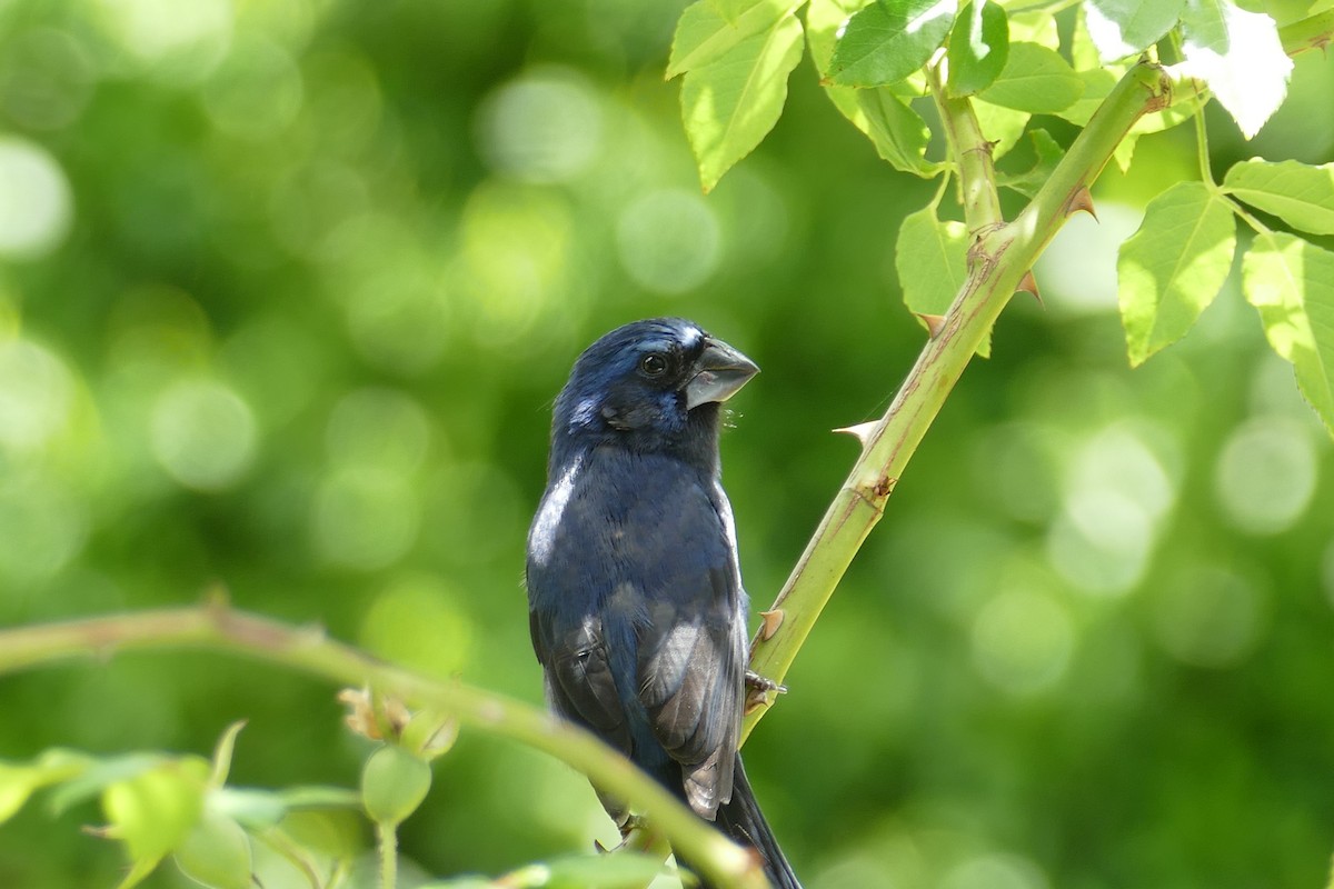 Ultramarine Grosbeak - ML646595261