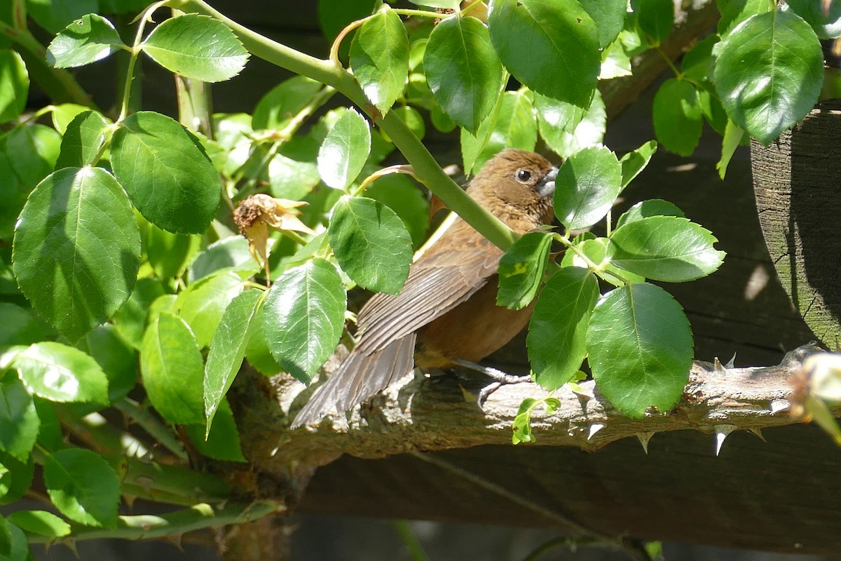 Ultramarine Grosbeak - ML646595262