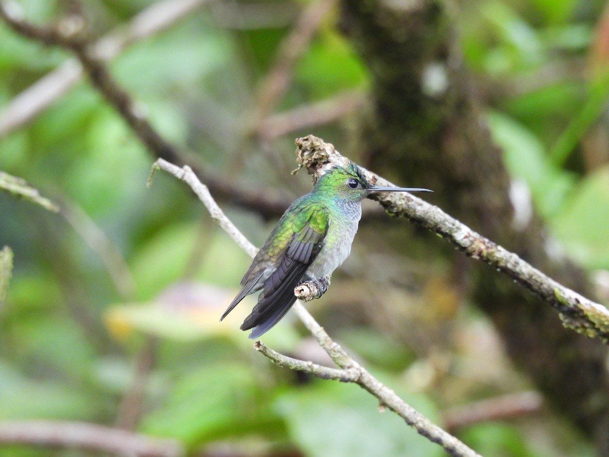 Charming Hummingbird - ML646595266