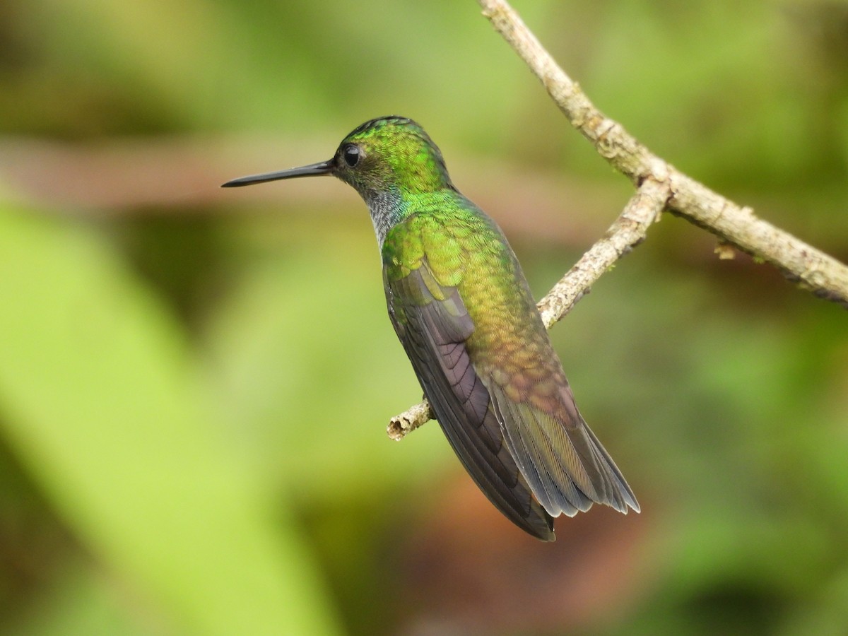 Charming Hummingbird - ML646595267