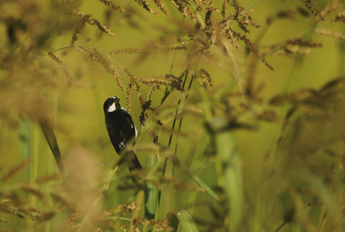 ホオジロヒメウソ - ML646595268