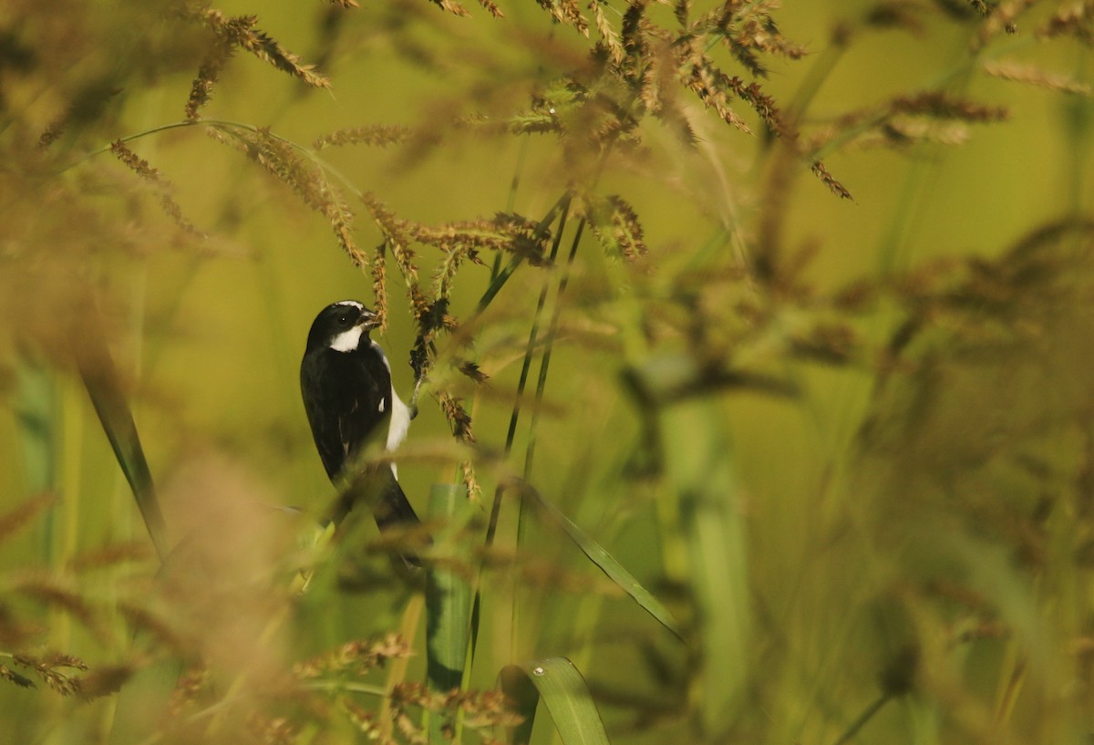 ホオジロヒメウソ - ML646595269