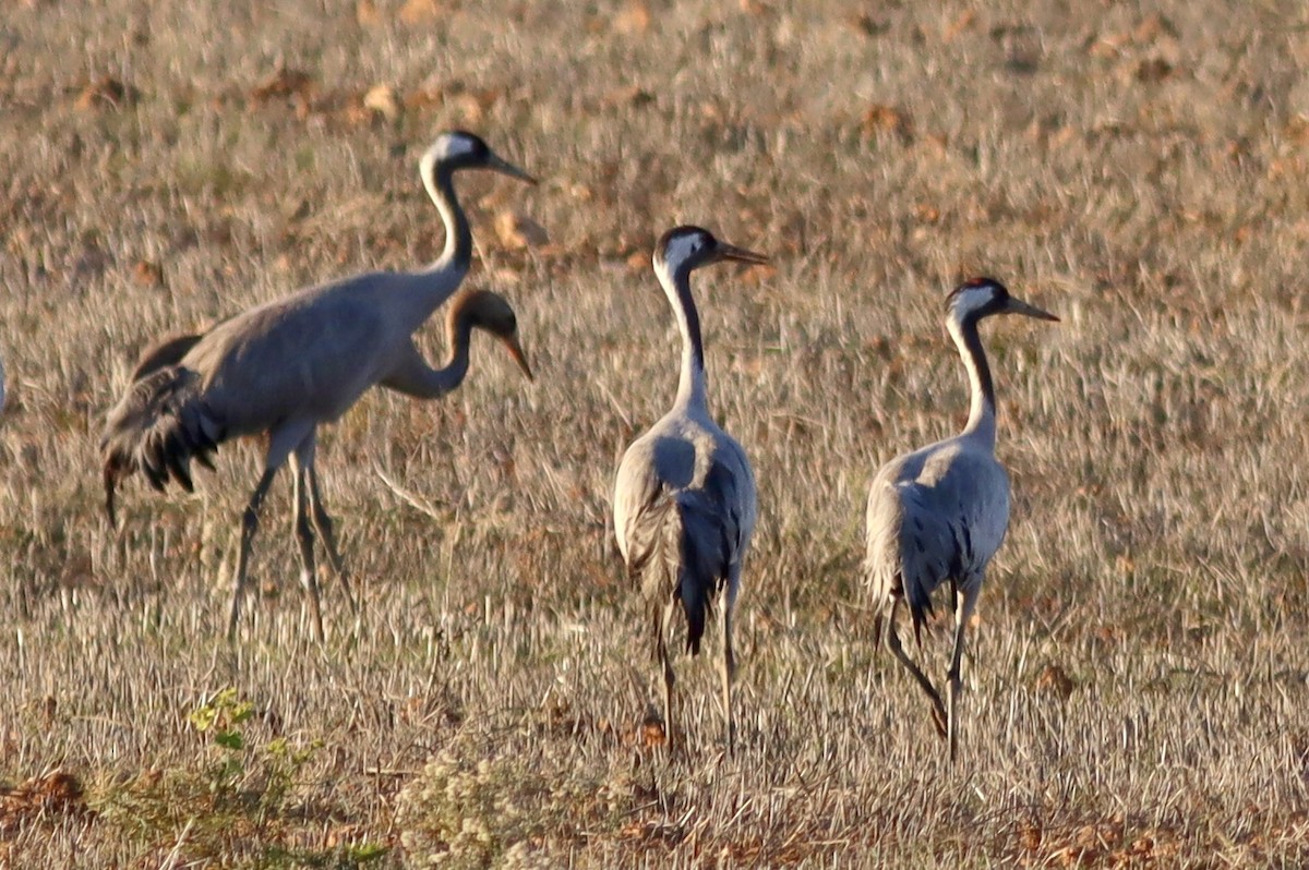 Хархираа тогоруу - ML646595270