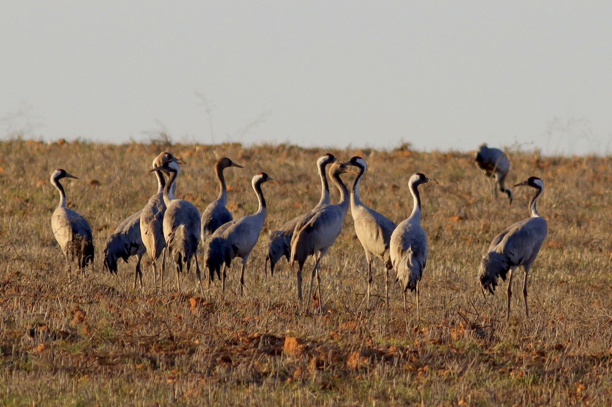 Хархираа тогоруу - ML646595271