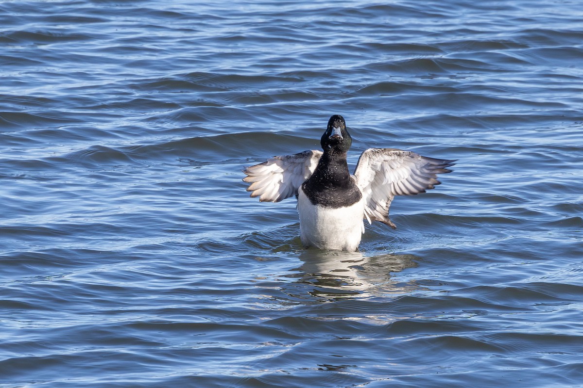 Морская чернеть - ML646595273