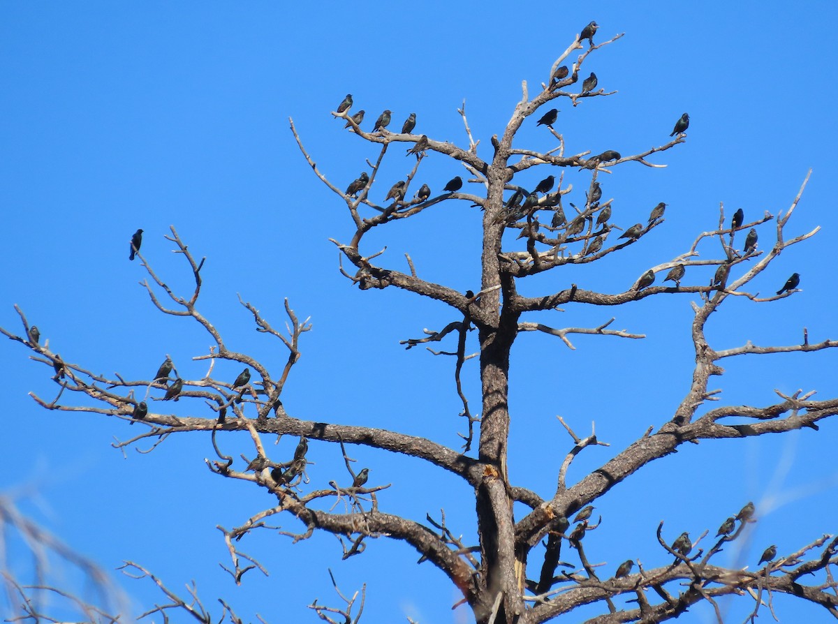 European Starling - ML646595274