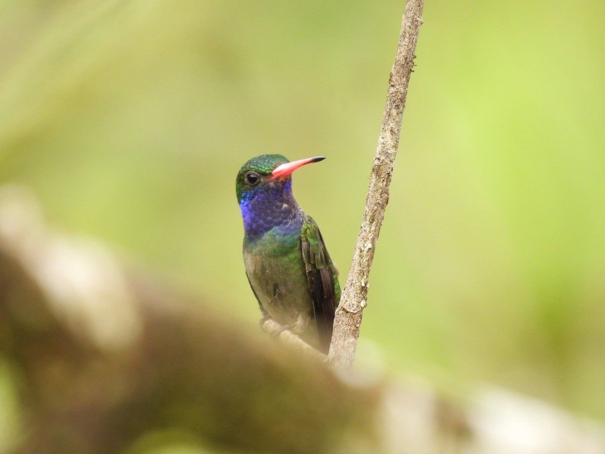 Blue-throated Goldentail - ML646595275
