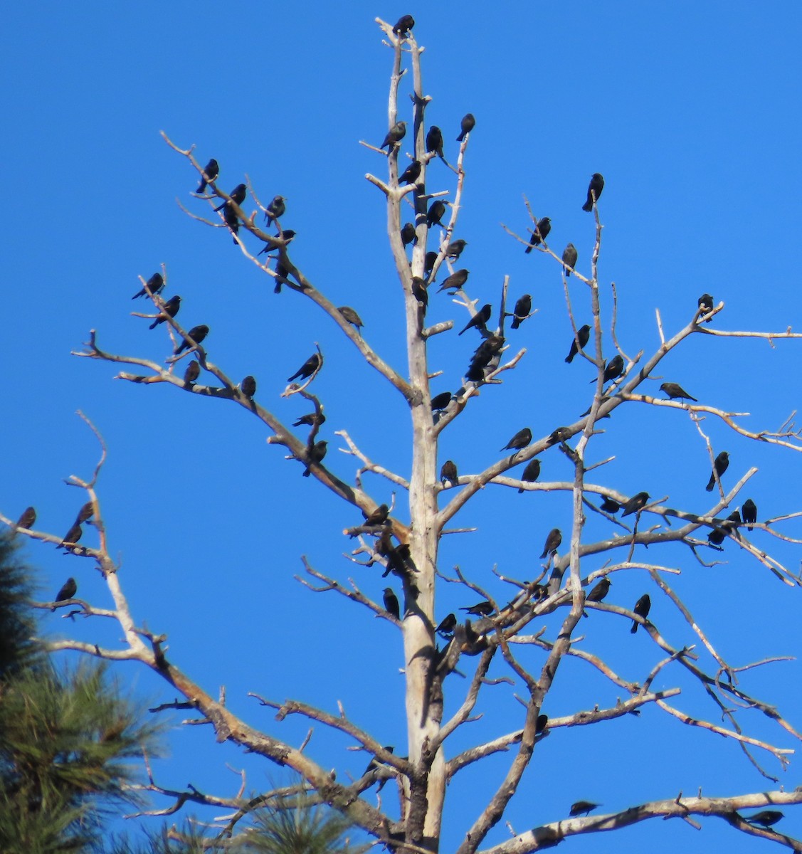 Red-winged Blackbird - ML646595276