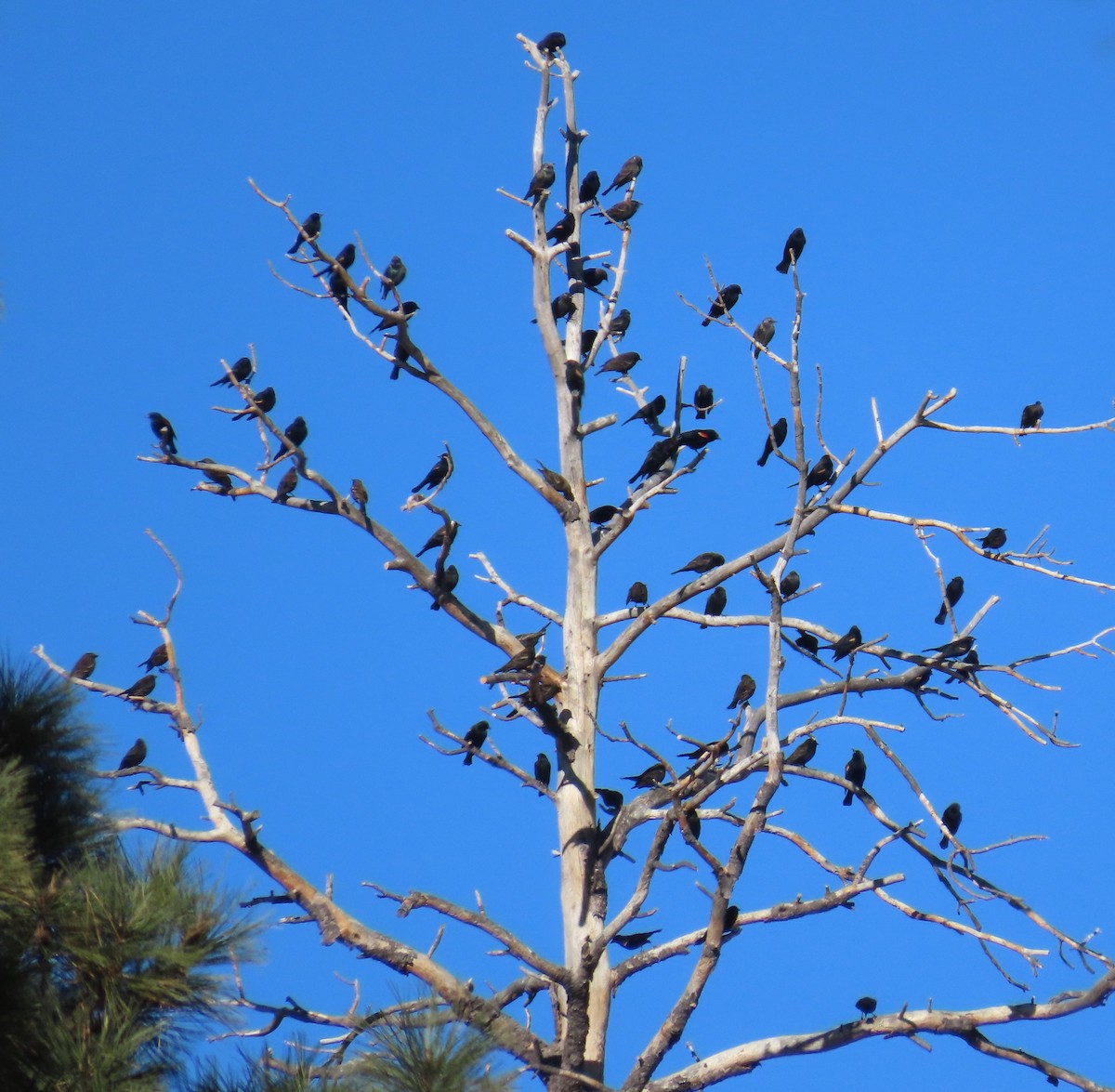 Red-winged Blackbird - ML646595277
