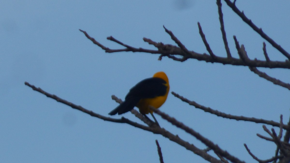 Oriole Blackbird - ML646595279