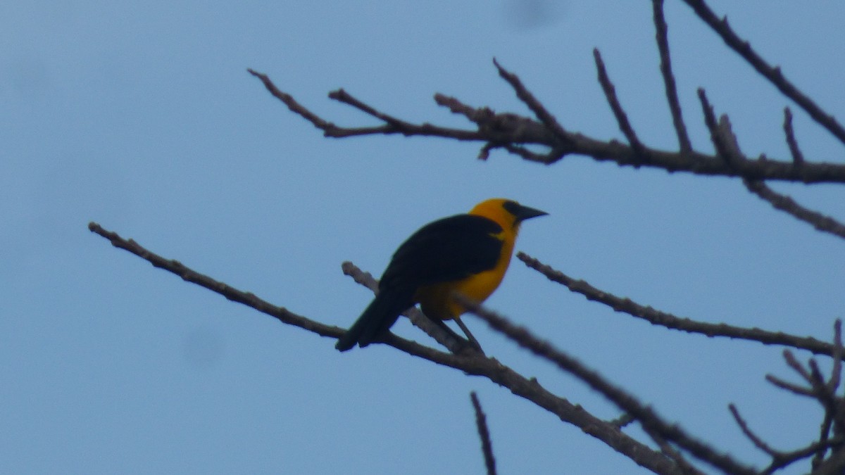 Oriole Blackbird - ML646595282