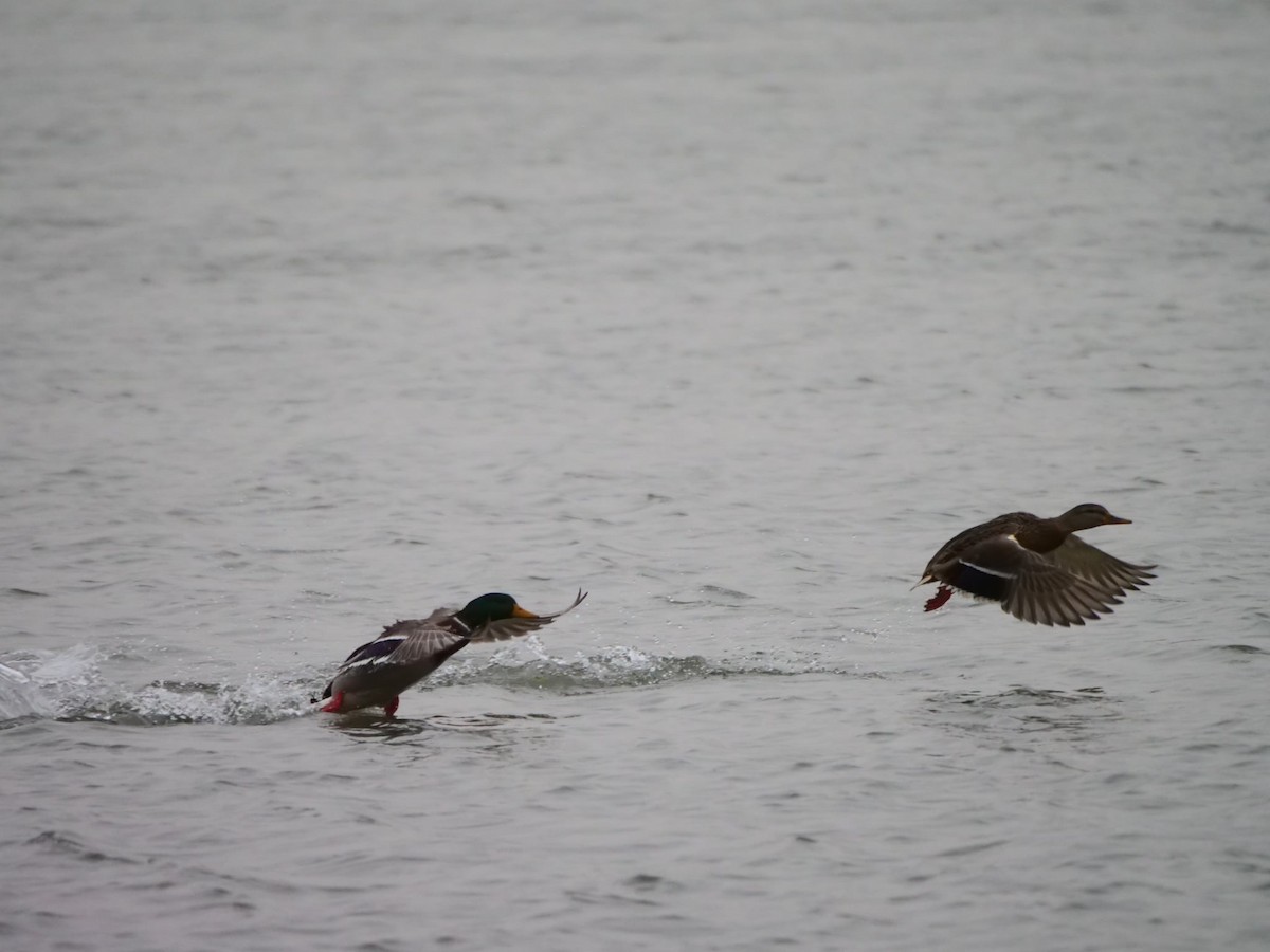 Зэрлэг нугас - ML646595283