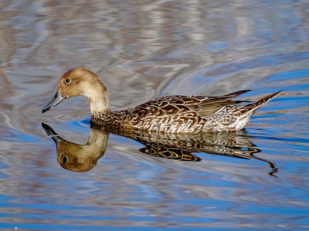 ostralka štíhlá - ML646595287