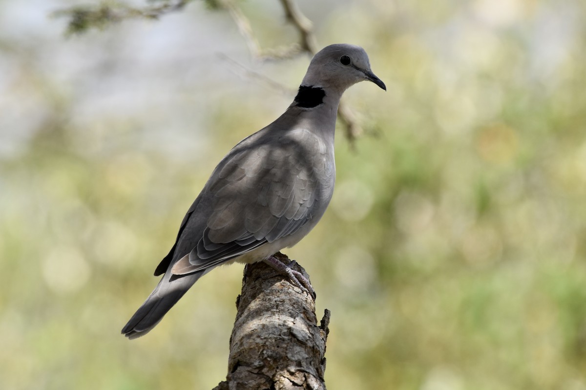 Ring-necked Dove - ML646595288