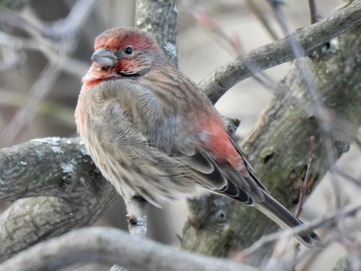 House Finch - ML646595290