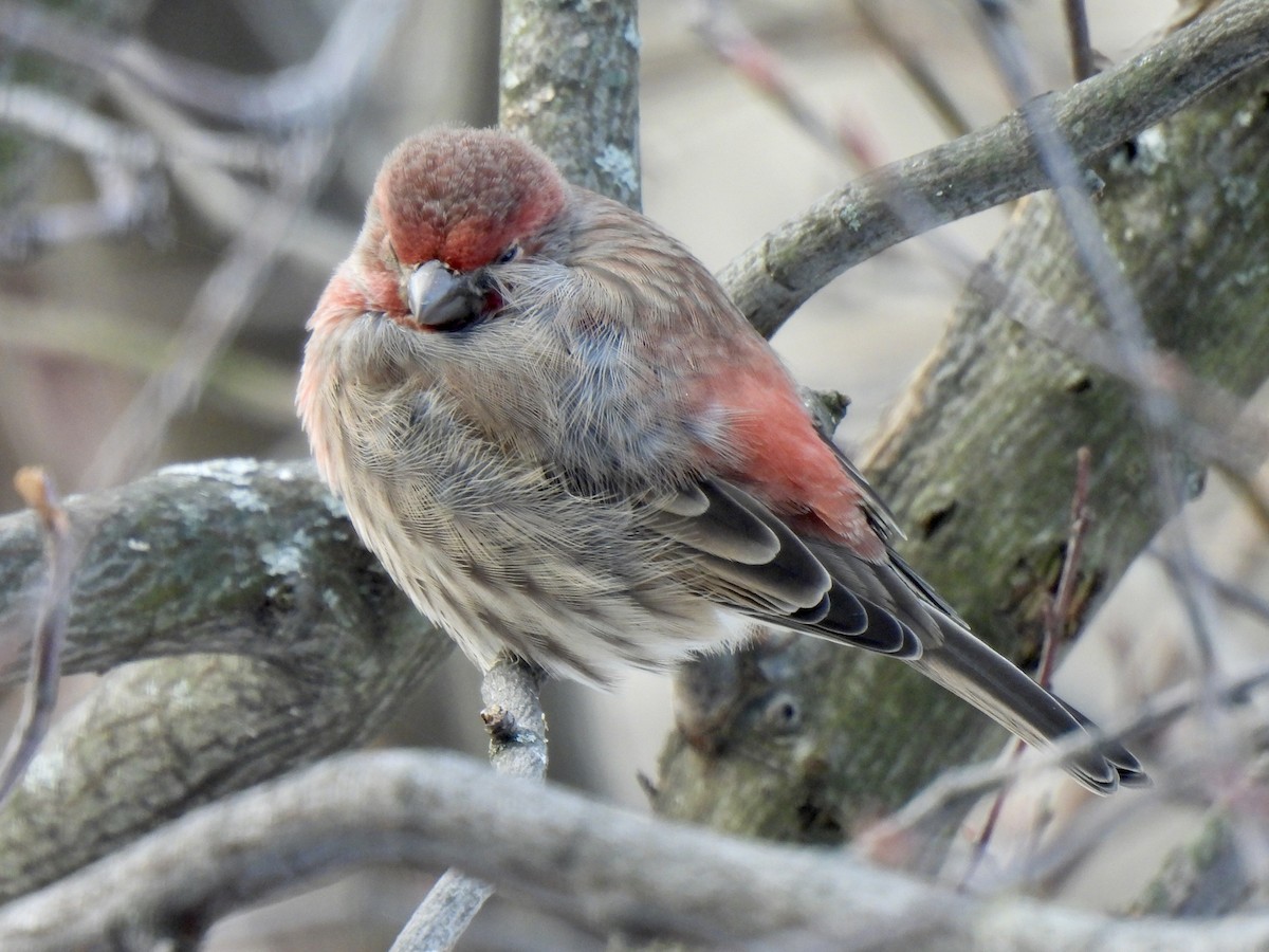 House Finch - ML646595291