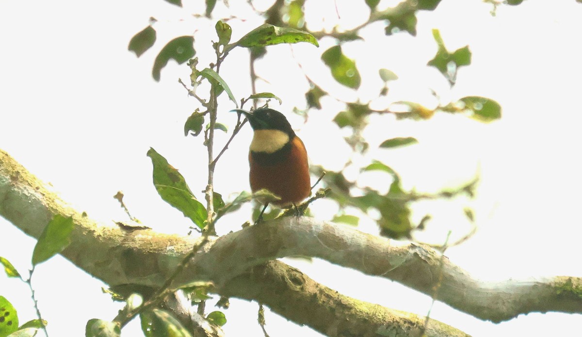 Souimanga d'Adelbert - ML646595292