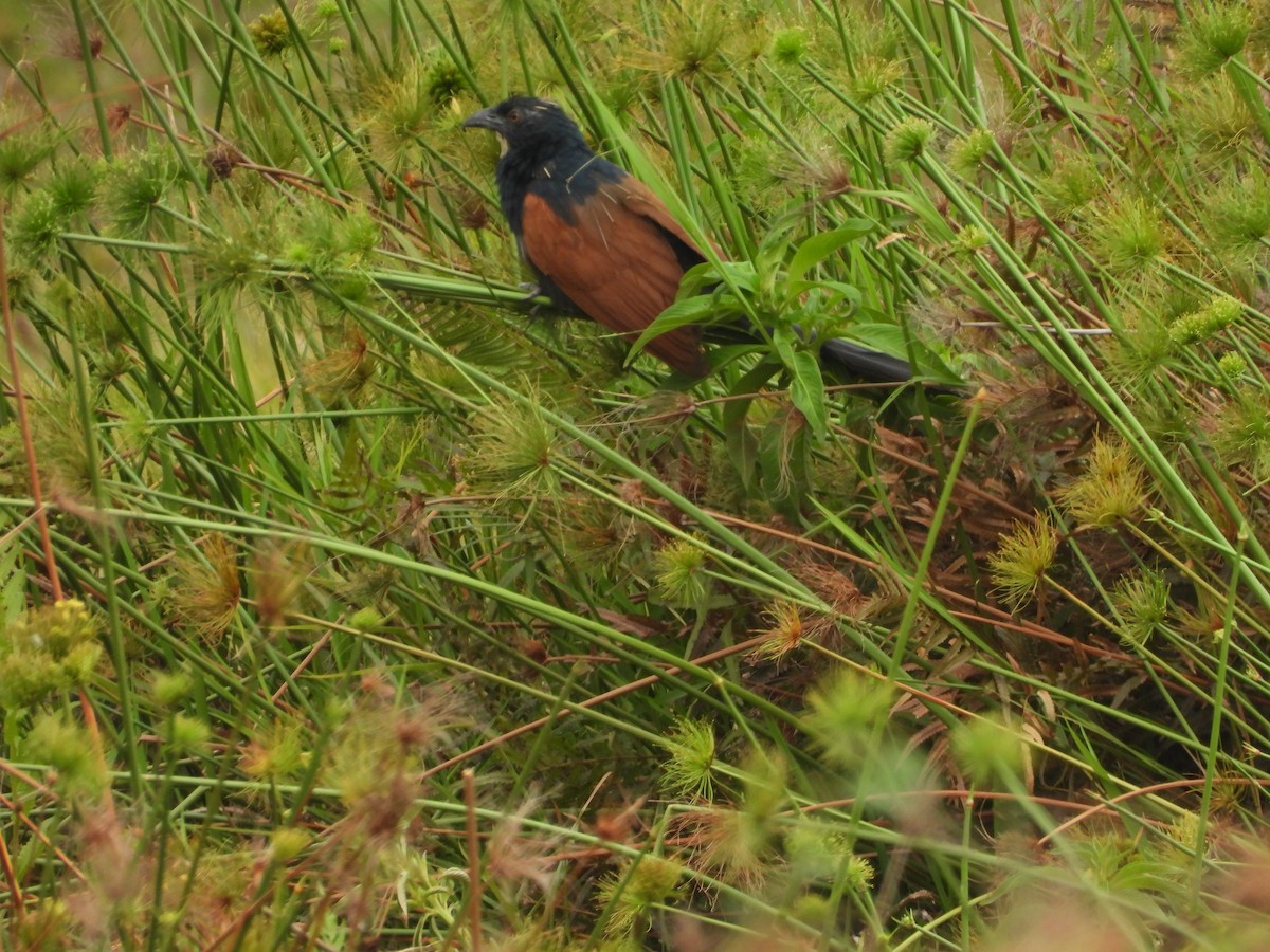Malagasy Coucal - ML646595297