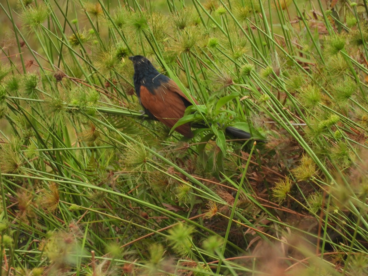 Malagasy Coucal - ML646595299