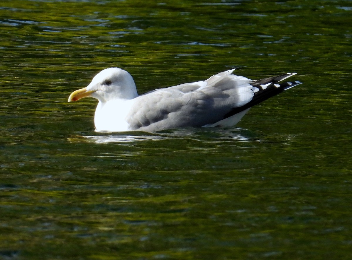 Western Gull - ML646595304
