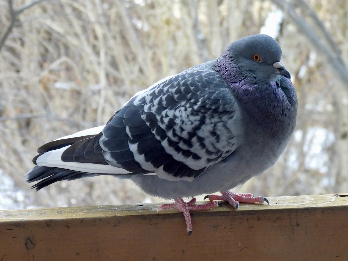 Rock Pigeon (Feral Pigeon) - ML646595307