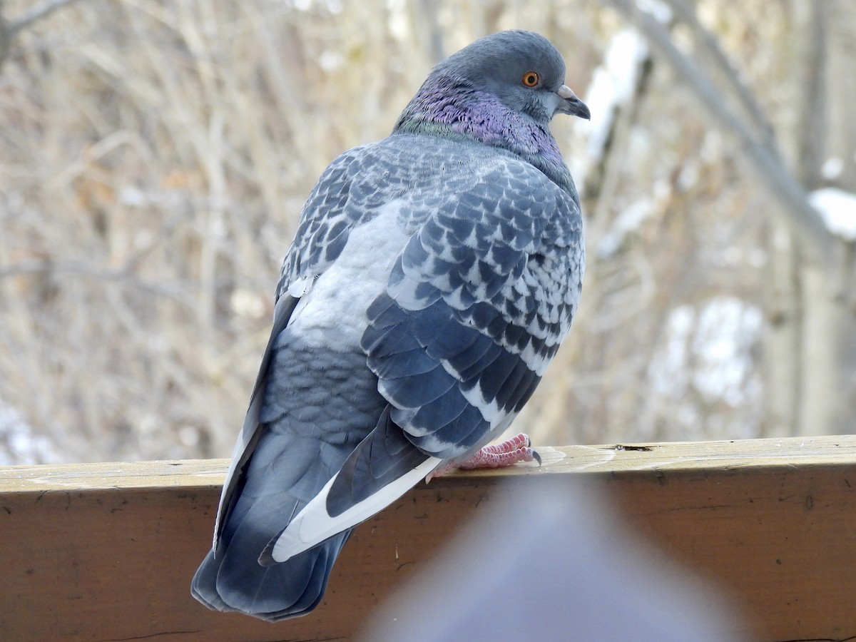 Rock Pigeon (Feral Pigeon) - ML646595310