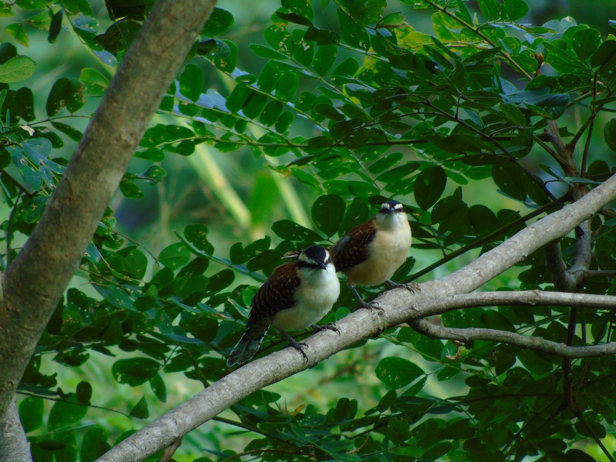 Rufous-backed Wren - ML646595311
