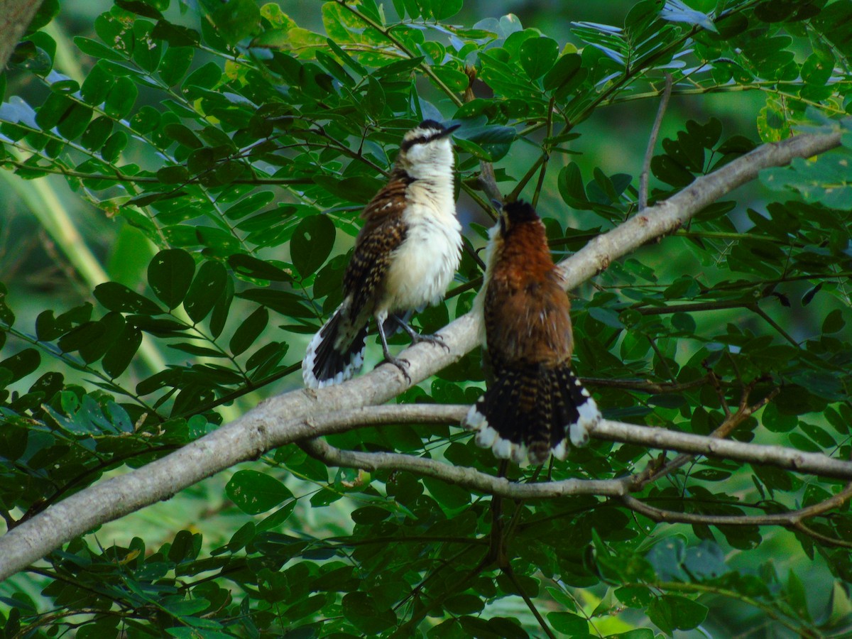Rufous-backed Wren - ML646595312