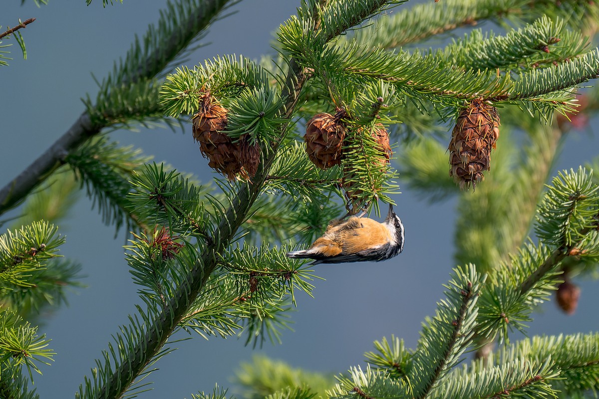 rustspettmeis - ML646595313