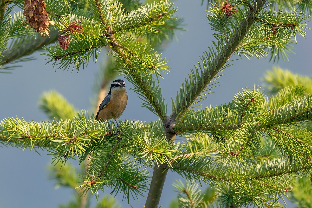 rustspettmeis - ML646595314